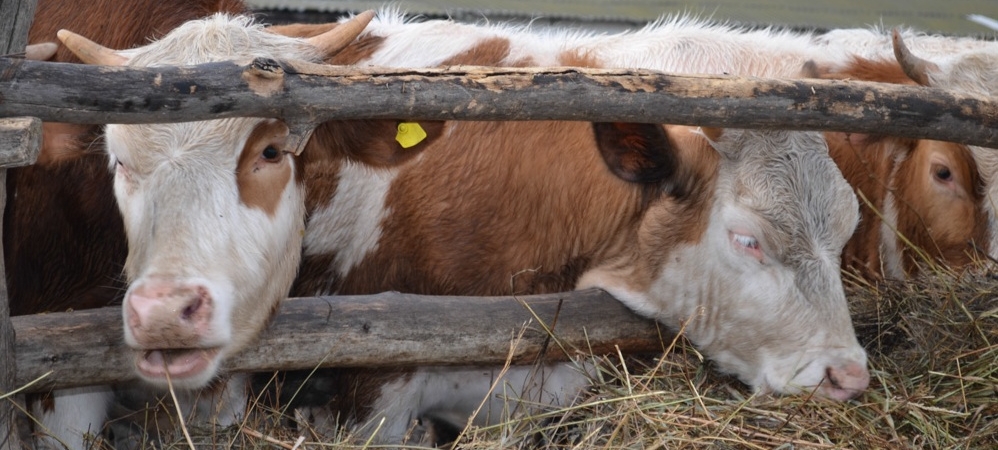 При мониторинге зимовки скота Госконтроль выявил нарушения в сельхозпредприятих Волковыского района