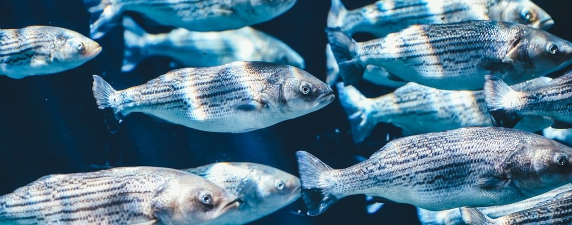 Вещества из канализации превращают рыб-самцов в самок, - ученые