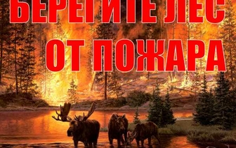 Запрет на посещение лесов установлен в Волковысском районе