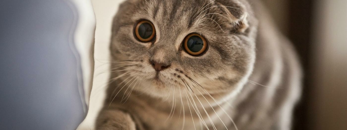 Удивительные факты о кошках, о которых мало кто знает