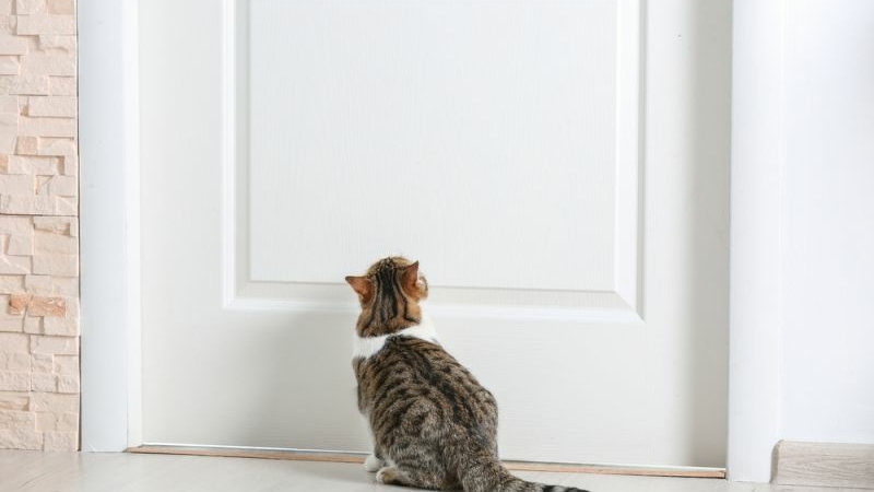 Почему кошки ожидают хозяев у дверей, когда те возвращаются домой