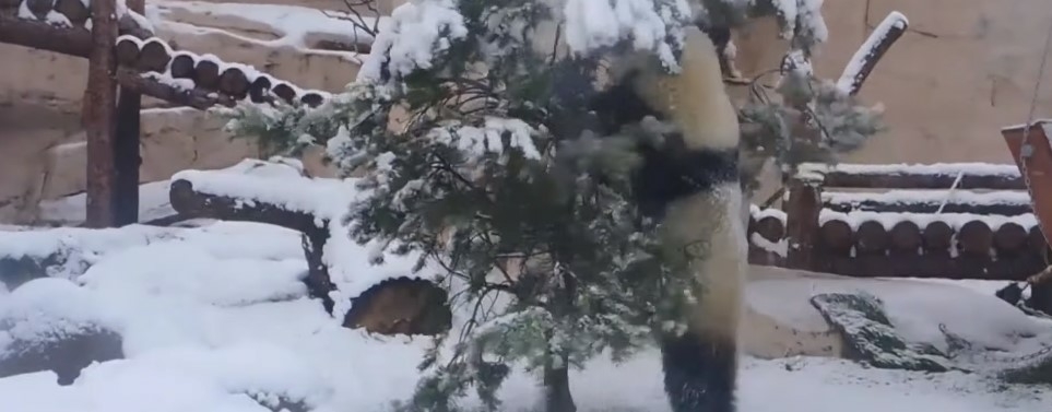 Видео: панда Диндин разнесла вольер, увидев снег в Московском зоопарке &#128060;&#128074;