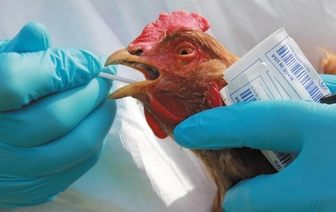 В России выявили первое в мире заражение людей птичьим гриппом