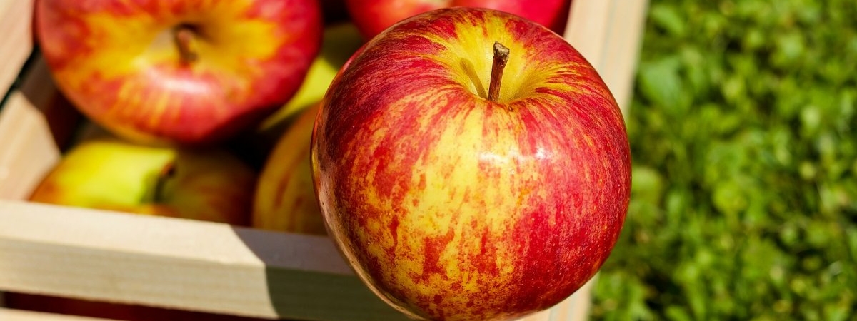 Ученые назвали самую полезную часть яблока