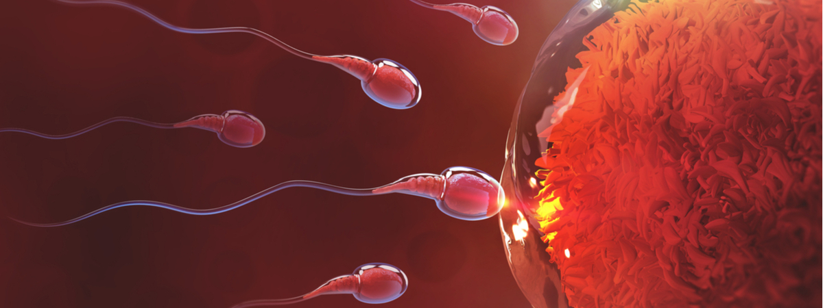 Ученые обнаружили "разборчивость" человеческой яйцеклетки в сперматозоидах