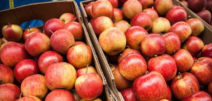 Госконтроль проверил, как в Гродненской области распоряжаются овощами и яблоками из стабфонда