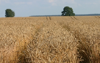 Белорусские аграрии намолотили более 7 млн т зерна