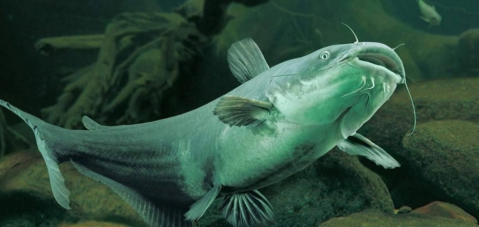Запрет на ловлю отдельных видов рыб начнет действовать с начала ноября