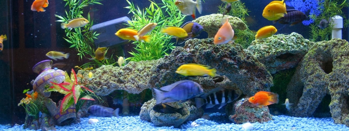 Не говорят, но лечат: Аквариум с рыбками дома избавит от стресса лучше лекарств