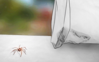 Почему нельзя убивать пауков: 13 хороших примет о пауках