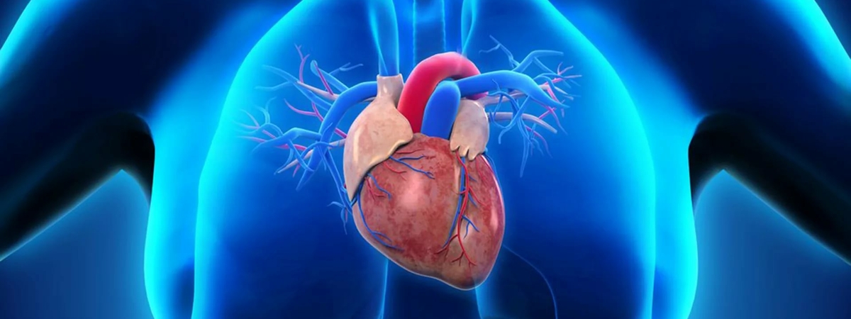 Названы факторы, вызывающие развитие заболевание сердечно-сосудистой системы