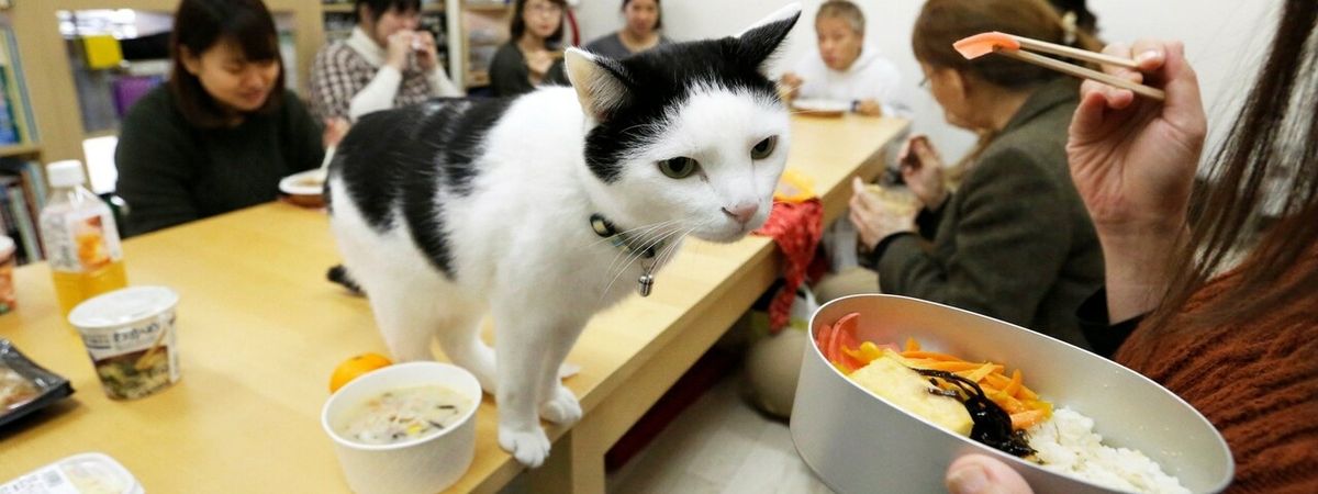 В Японии котиков берут на работу