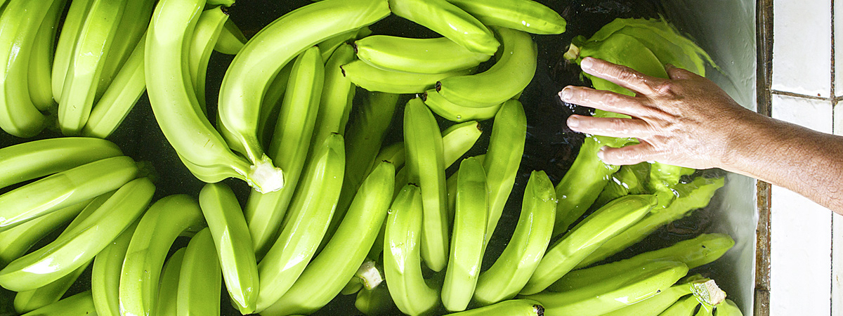 Что такое «банано-газ»? Эксперты развеивают мифы о бананах