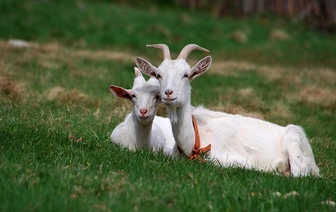 В КСУП «Матвеевцы» на промышленной основе начали разводить коз