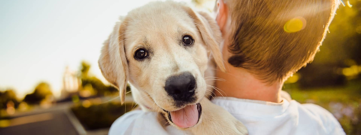 Собаки понимают человеческую речь: исследование ученых доказало это