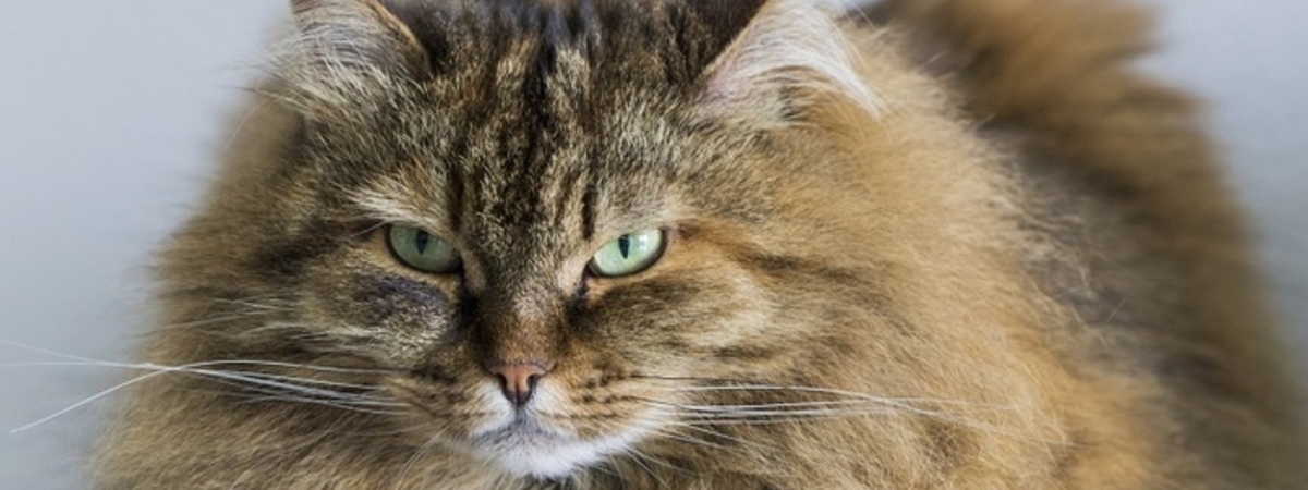 Как кошки защищают дом и его жителей от негативной энергии