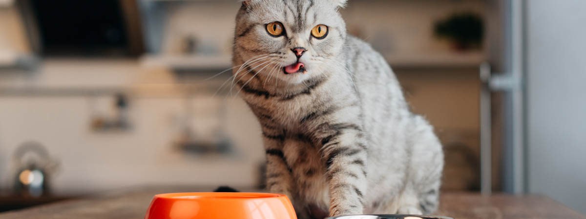 Девять продуктов, которыми запрещено кормить кошек