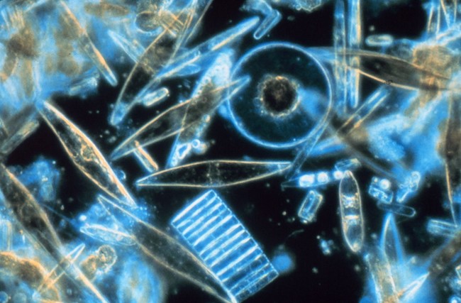 Most of the oxygen on this planet comes from microscopic, ocean-dwelling animals called phytoplankton.