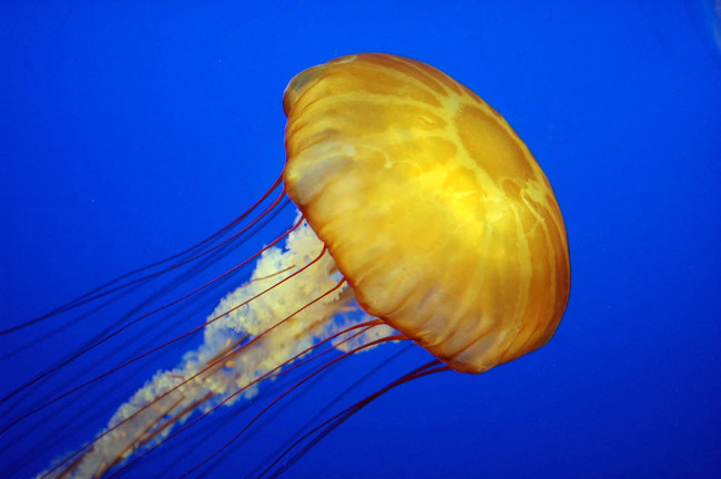 Jellyfish have claimed 15--30 times more lives than sharks have.