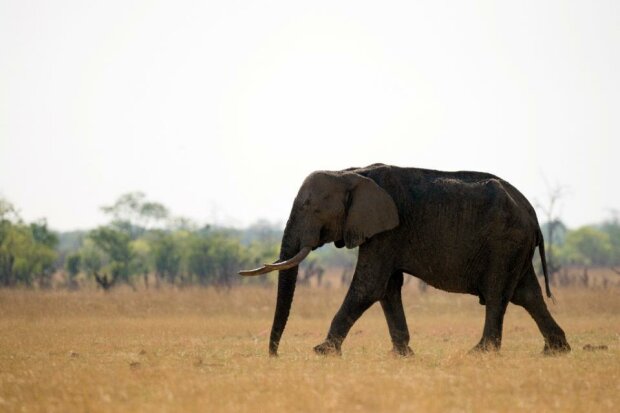 охота на слонов в ДРК